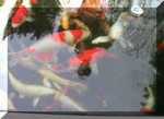 Jeos Traum News 86 Bild